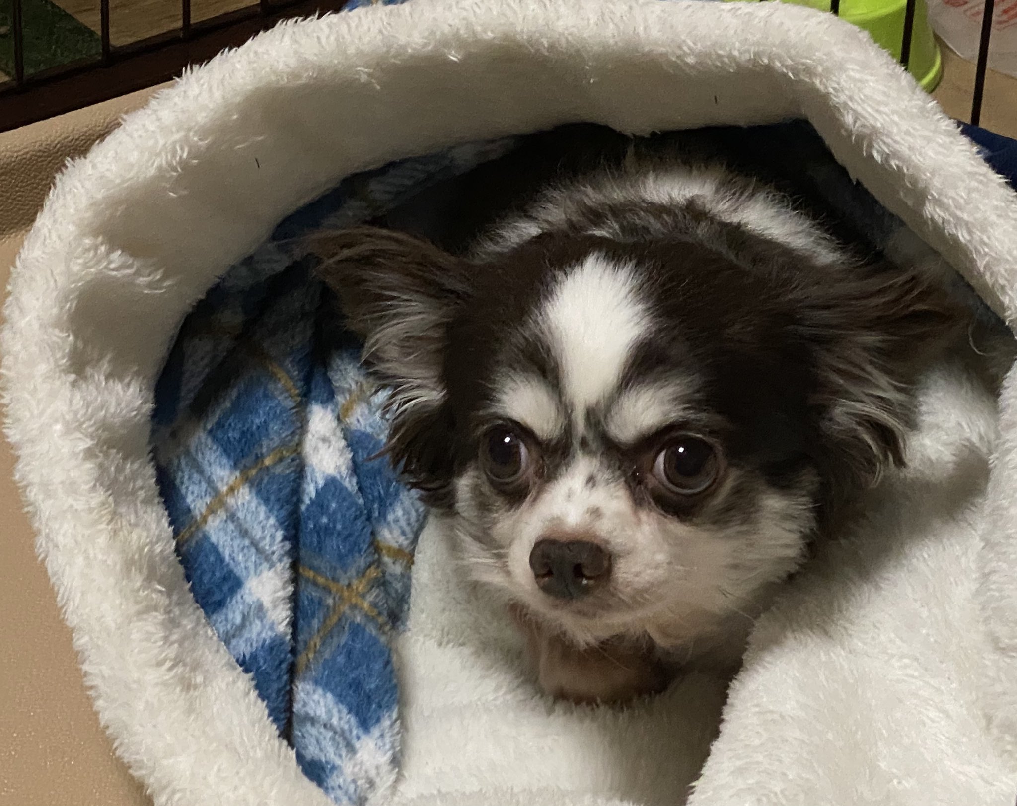 犬用寝袋 Twitter Search Twitter