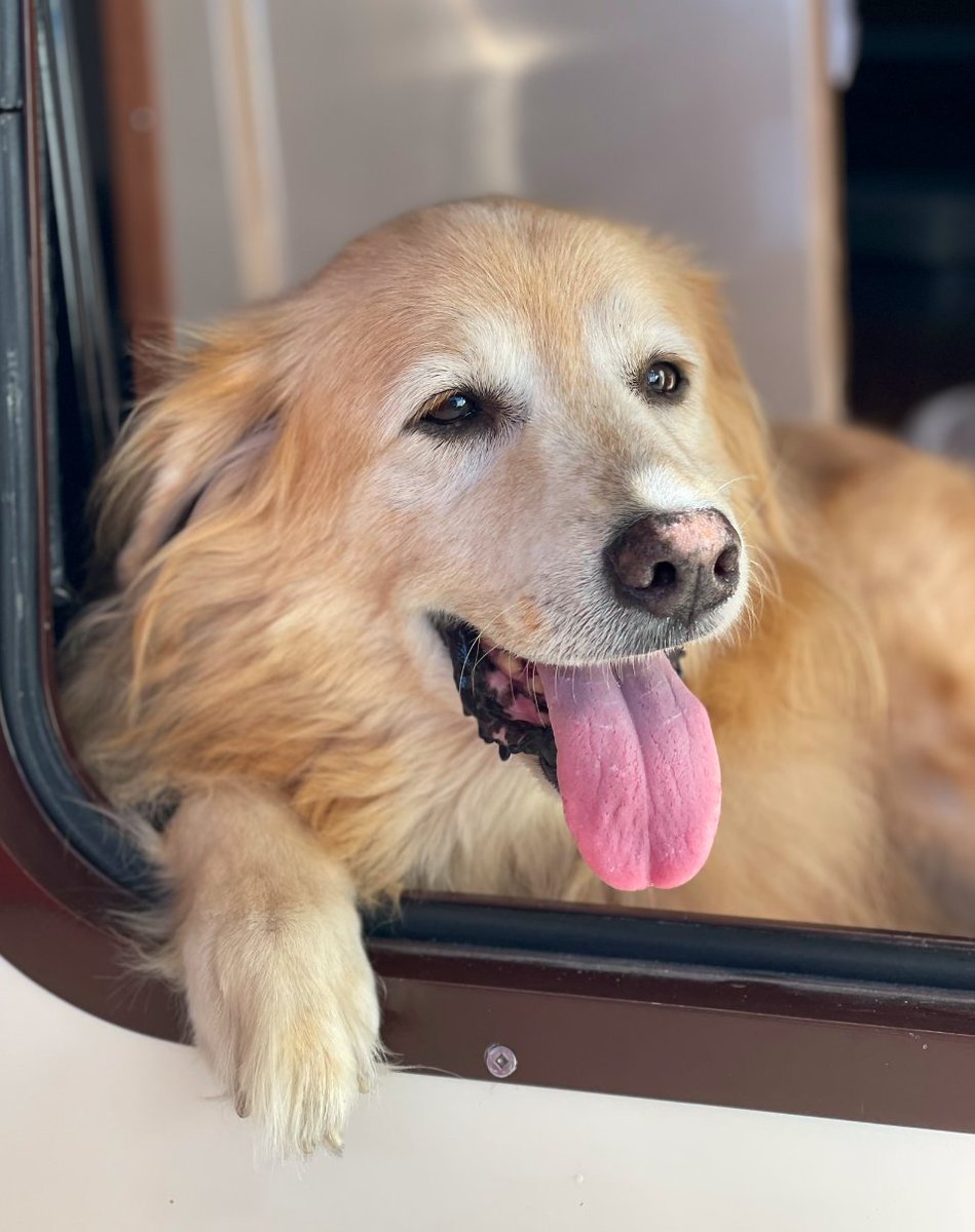 PragmaticProgrammers (@pragprog) on Twitter photo Emmy is Bruce Tate's (<a href="/redrapids/">Bruce Tate: grox.io Founder</a>) Golden/Aussie pup. She loved walks, naps, boating, sunshine and just being with people. Emmy is the spokesdog for all of Bruce's writing, most recently his #Elixir/#Nerves project books.
#MyElixirStatus #PragProgPets
pragprog.com/search/?q=bruc… Emmy is Bruce Tate's (<a href="/redrapids/">Bruce Tate: grox.io Founder</a>) Golden/Aussie pup. She loved walks, naps, boating, sunshine and just being with people. Emmy is the spokesdog for all of Bruce's writing, most recently his #Elixir/#Nerves project books.
#MyElixirStatus #PragProgPets
pragprog.com/search/?q=bruc…
