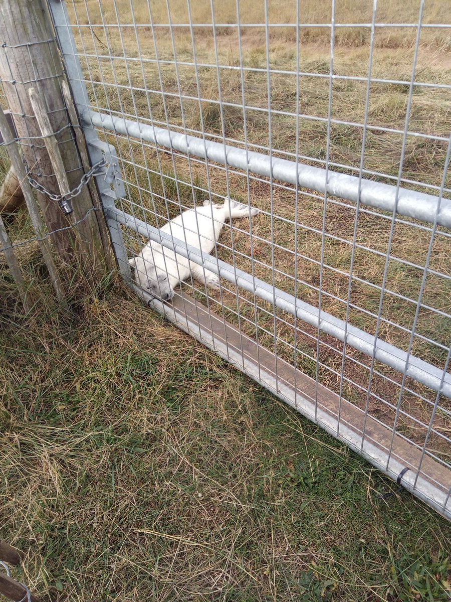 LucieLong20's tweet photo. @TranbyReception A great G/g weekend here. E's practised writing G&g, moved to her new grown up bed (built by Grandad), been to Great Grimsby and seen grey seal babies and their parents. #Alphabetweekends https://t.co/9CxhCVQ5Hu