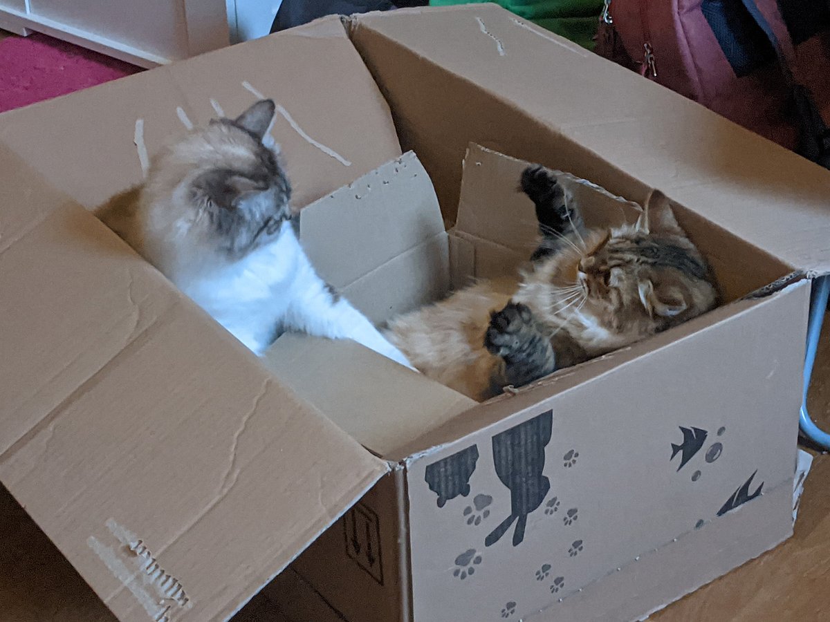kev_lan's tweet photo. [🐱[🐱]] https://t.co/iAqgtp9f2i