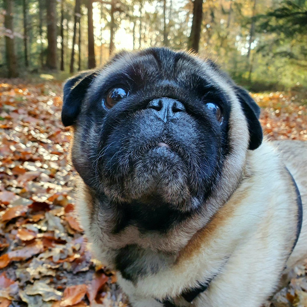 Vandaag de @tragetochten ronde Woldberg - De Eese gelopen, prachtige route, fantastisch weer 🍁🤩
