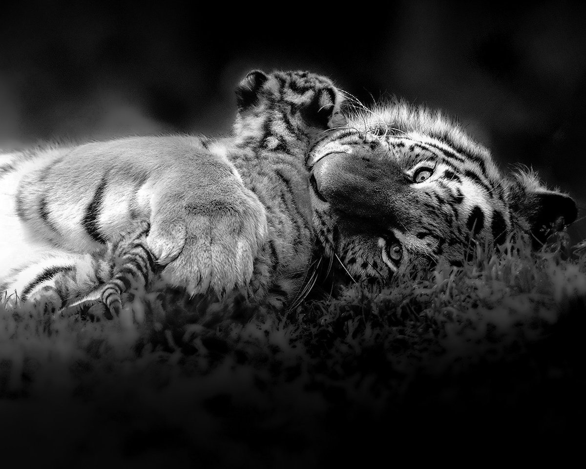 So my friend Tal let me have a play and guest edit a photo he took in India 🤩🥰 He sent me a beautiful image of a #Tiger mother with cub, 

This precious moment Tal captured is so beautiful 😍

Full photo credit to ⬇️
© Tal Chohan
tcwildlifephotography.com

#Guestedit ✍️ by me YL