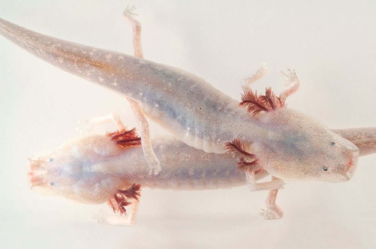 Joel Sartore tweet media