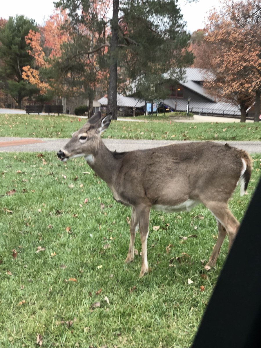 DOConnor880's tweet photo. @Oglebay where the wildlife is up close. https://t.co/pJGy4WvlT9