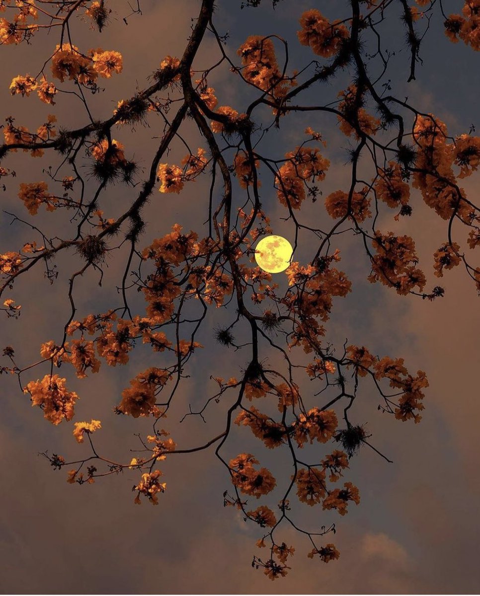 #FotoDelGiorno 📷 #PhotoOfTheDay
#passione_fotografica
instagram.com/passione_fotog…
#RT #photography