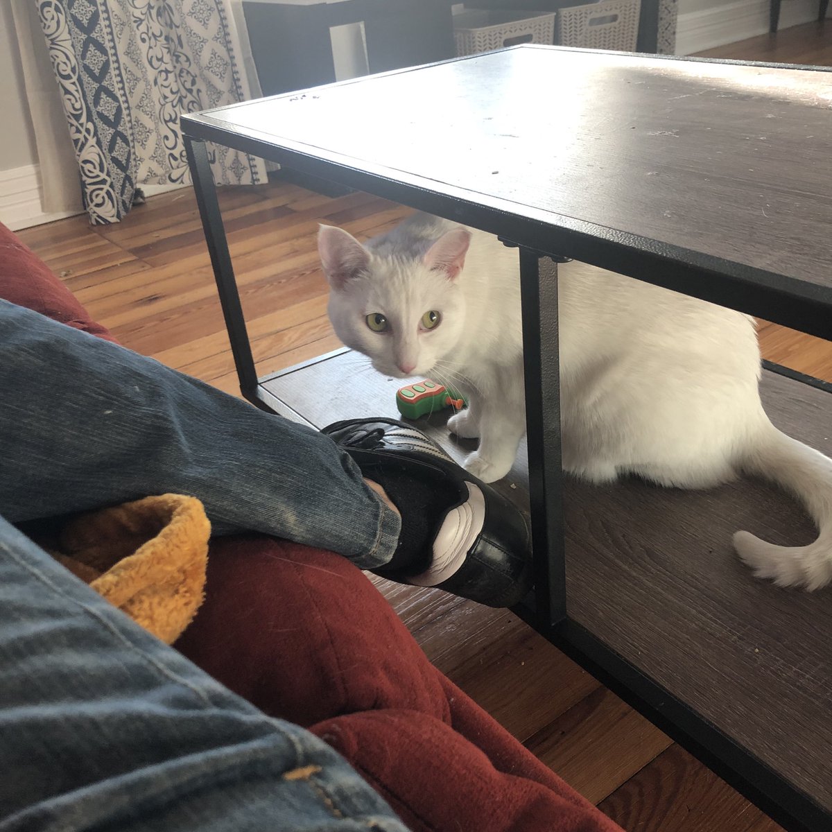 Simone aka Momo… she skulks about for treats.. cutiest kitty.