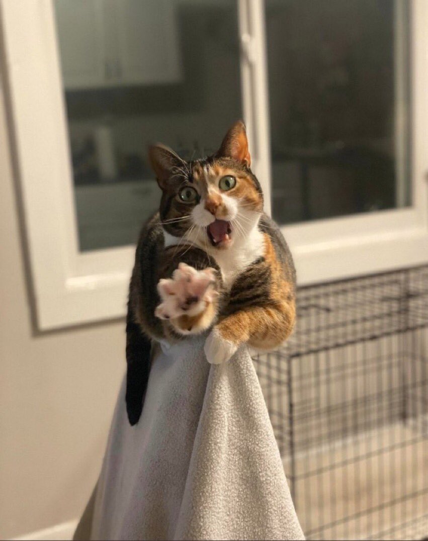 “Je Suis Canadienne!” 🎶