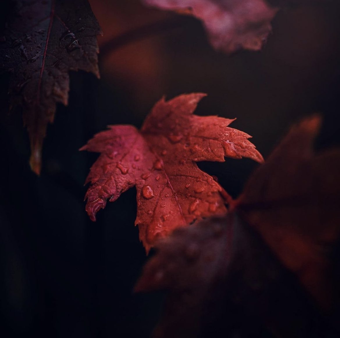 #FotoDelGiorno 📷 #PhotoOfTheDay
#passione_fotografica
instagram.com/passione_fotog…
#RT #photography