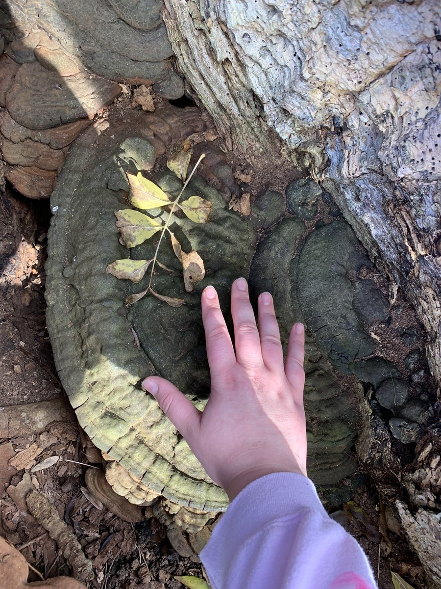 cherry_ugly's tweet photo. Went back to have another look at a giant artists bracket and got a picture with my hand for scale. So huge?! #artist #fungus #polypore #mushroom #foraging #monster #mycology https://t.co/epvFMIdUBo