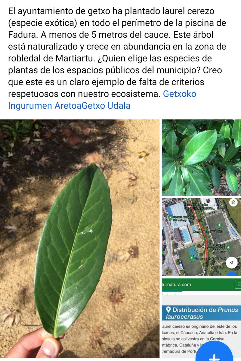 ramon_zbn's tweet photo. Buenas tardes @GetxoUdala, nos gustaría saber qué criterio se ha empleado para seleccionar está especie para el entorno del Gobela en Fadura. ¡Un saludo! https://t.co/NyQiTEcV0M