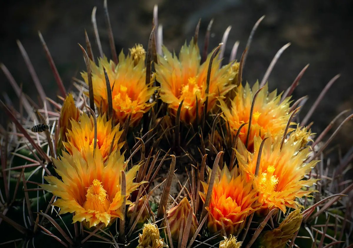dbgphx's tweet photo. We'll never be royals, but this cactus with a crown might be.
. 
📸 : Instagram user @chicomiranda31 https://t.co/5G0pMRMdC7
