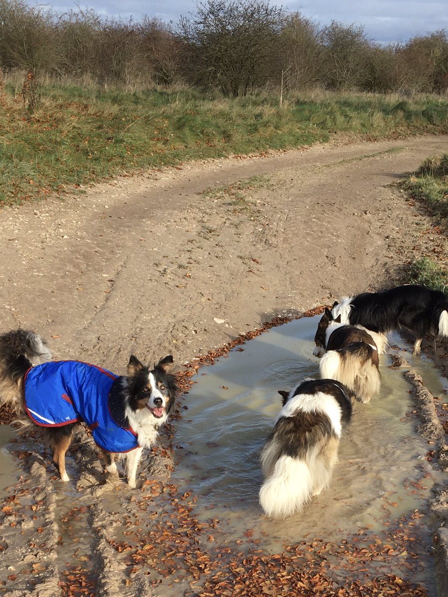 Jackie76102401's tweet photo. Lovely but cold walk with the gang this morning, but now feeling crappy with side effects from yesterdayโs covid booster, so current status is cuddled up of the sofa with a dog or five #bitcrowded https://t.co/R7RlvsaXzB
