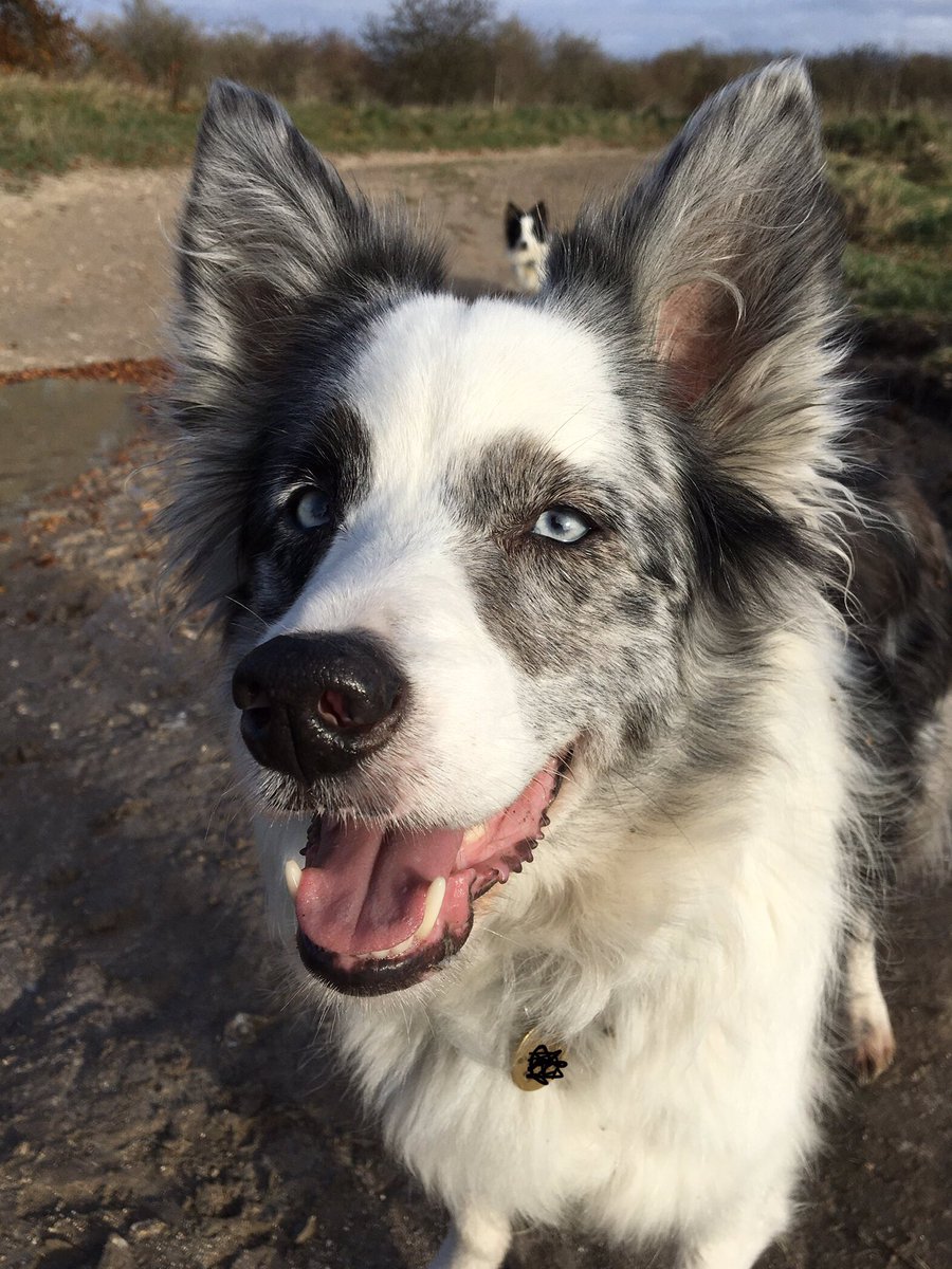 Jackie76102401's tweet photo. Lovely but cold walk with the gang this morning, but now feeling crappy with side effects from yesterdayโs covid booster, so current status is cuddled up of the sofa with a dog or five #bitcrowded https://t.co/R7RlvsaXzB