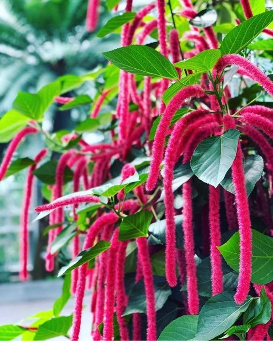 PeopleWPlants's tweet image. Forever reminding me of Hot Cheetos 🤣⁠

 #chenilleplant / #acalyphahispida⁠ ⁠ 

📸 Photo by usbotanicgarden⁠ on Instagram