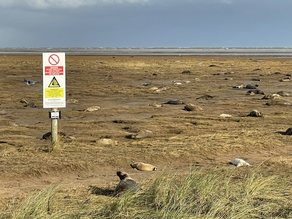 Rach_Archaeo's tweet photo. Donna Nook Seals. An unlikely combination of a military firing range and seal pups #lincolnshireshirecoast https://t.co/wNthqM95Dq