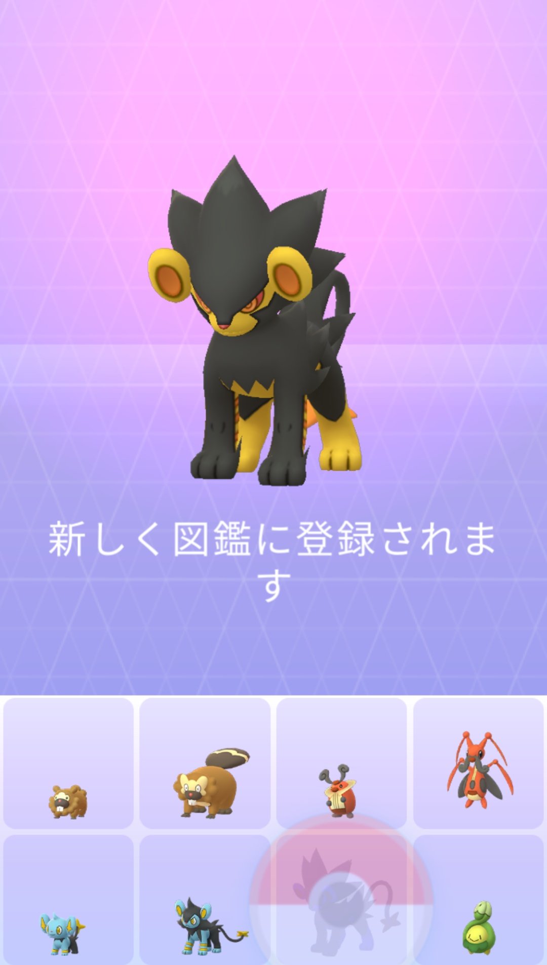 かっちゃん ８ ８gofest横浜 昨日ポケモンｇｏで新しくゲットしたポケモン 昨日ポケモンｇｏでゲットした色違いポケモンその３ 色 レントラー 進化 初ゲット 色ルクシオを進化させてゲットしました コリンクを初ゲットしてから３年