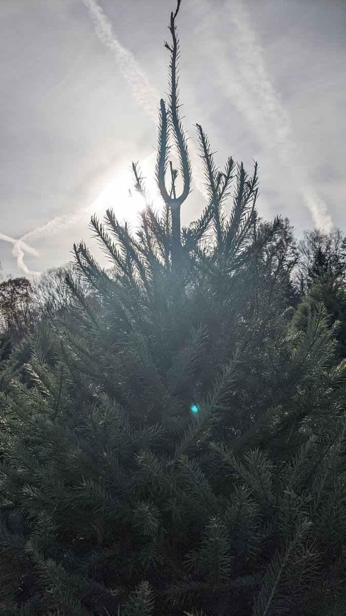 ElhoimLeafar's tweet photo. #Yuletide #Yuletime #Yuletree #HappyHolidays ✨🎋🎄 https://t.co/YYme1PN80B