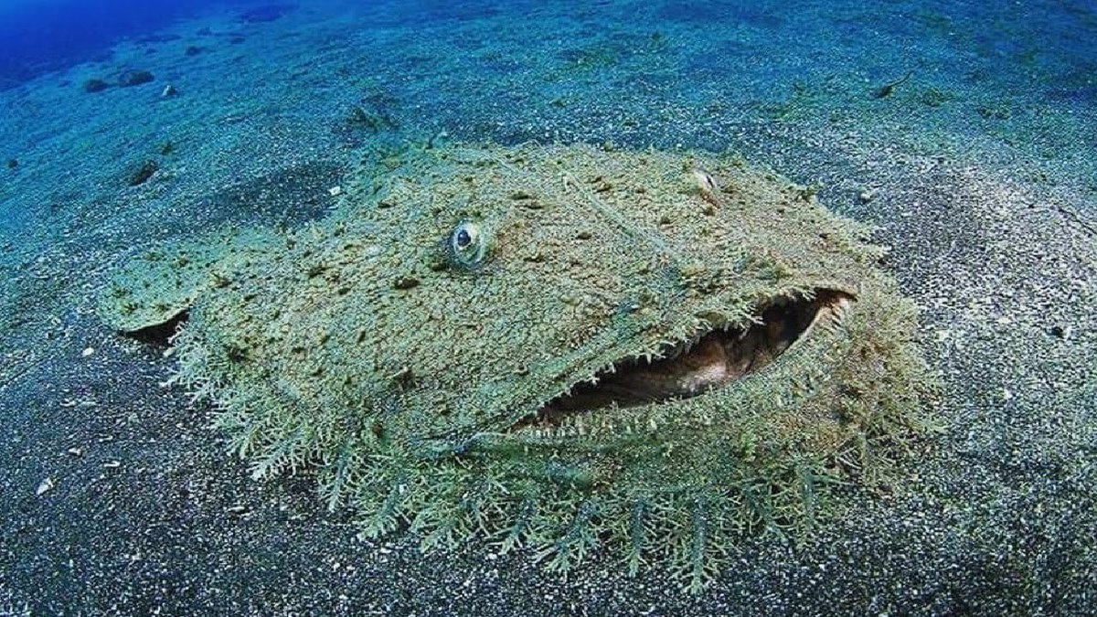 Today I learnt that there is such a thing as the tasselled wobbegong shark and I need to share it with you all