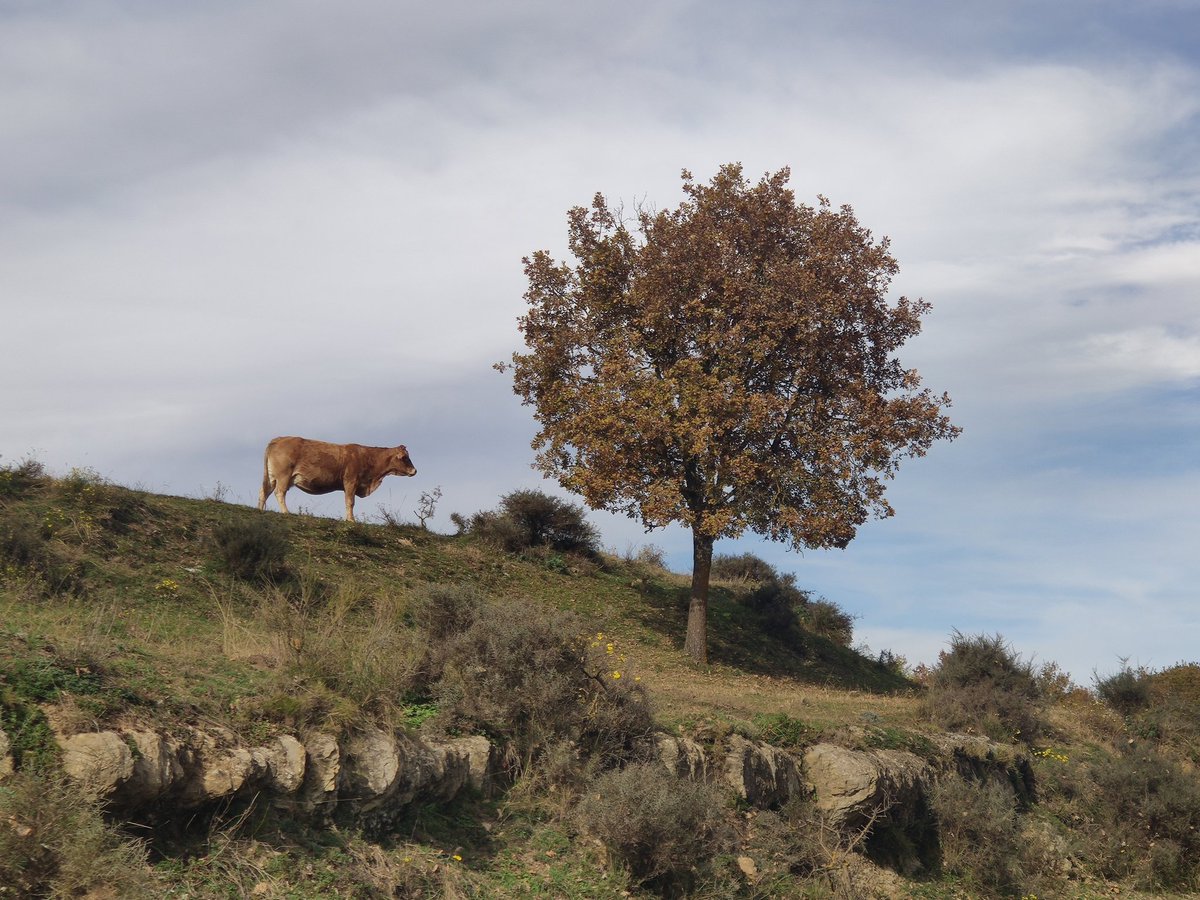 ambotes's tweet photo. Amb tranquil·litat... Gaudint... #pladelrevell 😍🎶 Per primer cop som a la font del Revell #bisaura #santamariadebesora #osonaturisme
https://t.co/xu1tamZQ22 https://t.co/0yGe2dd22R
