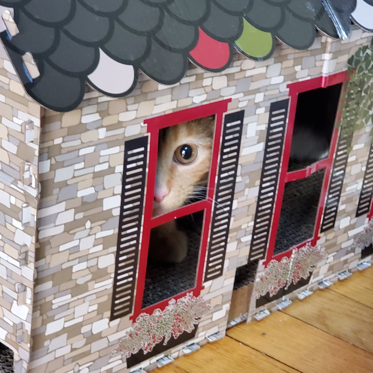 CoyoteWolverine's tweet photo. Coyote in cat scratcher house 
#kittens #kittensoftwitter
#CatsOfTwitter https://t.co/jOlMQSoUhs