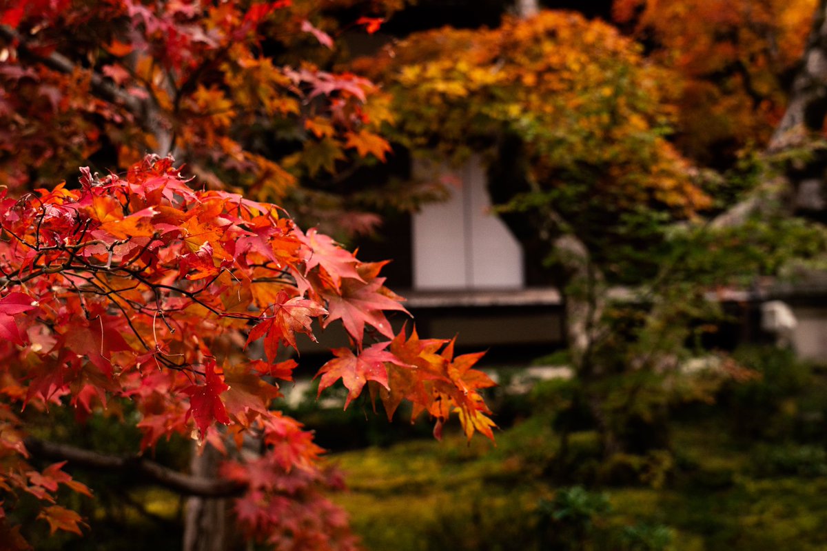 Japan_Wanohajime tweet media