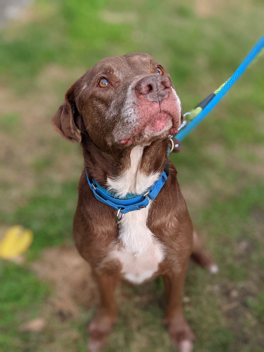 We are at -26 open kennels. That means there are 26 more dogs here than places to put them. Adopt or foster and get animals out of an overcrowded shelter. We cannot do this without our community.