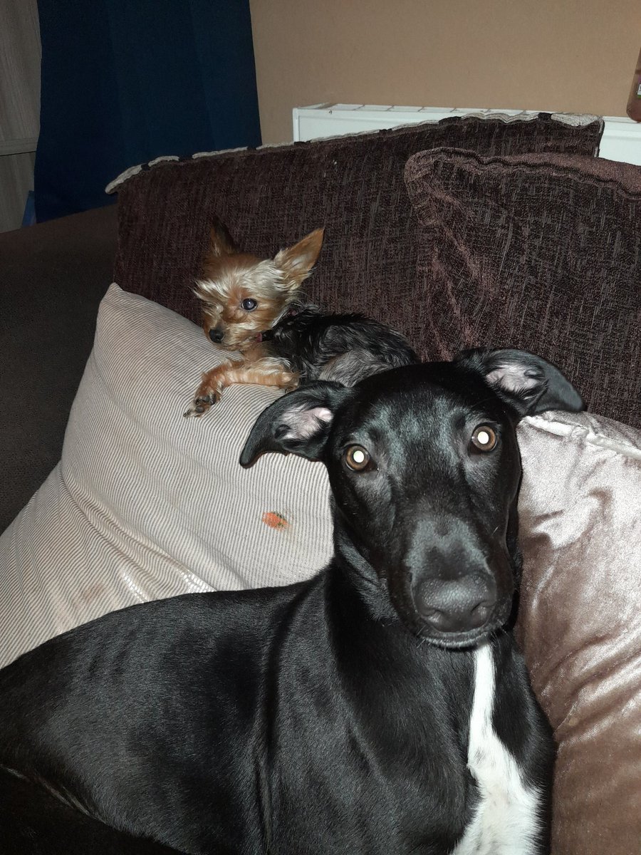 jaynelinden's tweet photo. @JeffreeStar @JeffreeStarPets Poppy and luna say woof woof! They can't wait xxx https://t.co/Swj1ZeWRrW
