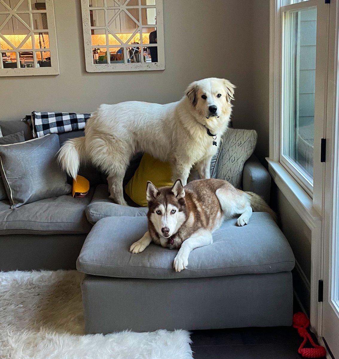 What? Unless you have treats move along. We are just playing hide the taco. Very innocently. 😂🐾♥️ #DontWannaTacoAboutIt 🌮#momjokes #dogsoftwitter #husky #greatpyrenees