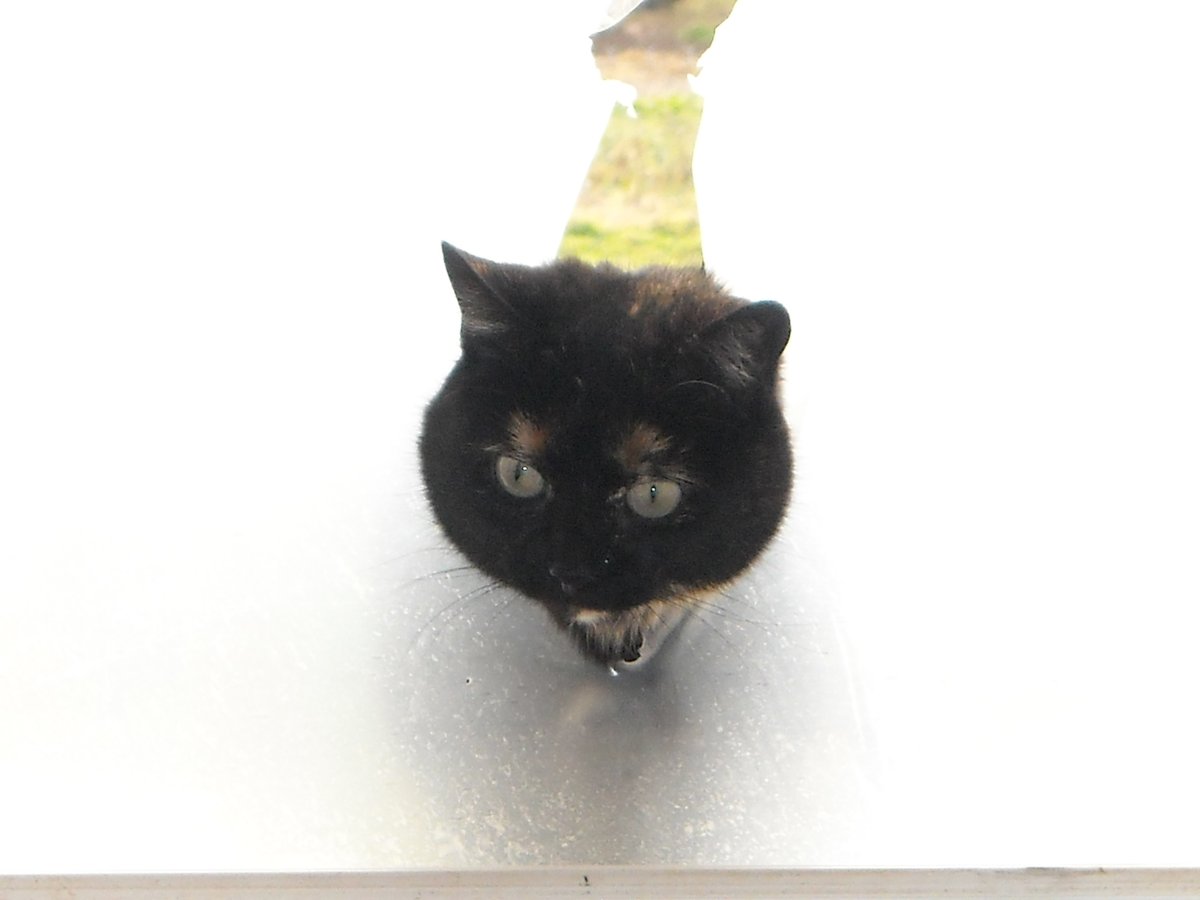 Faites de mon chat un meme svp