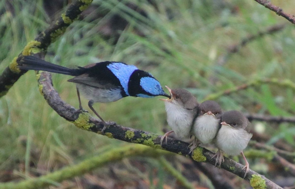 DarrenChesterMP's tweet photo. Drum roll please... the winner of my #lovegippsland 2022 calendar competition is this beautiful pix of fairy wrens taken by Sarah. The baby wren in the middle looks just like me after getting dumped from the Ministry - what a grumpy face! Free calendars will be out this week. https://t.co/mo5zvmLwG0