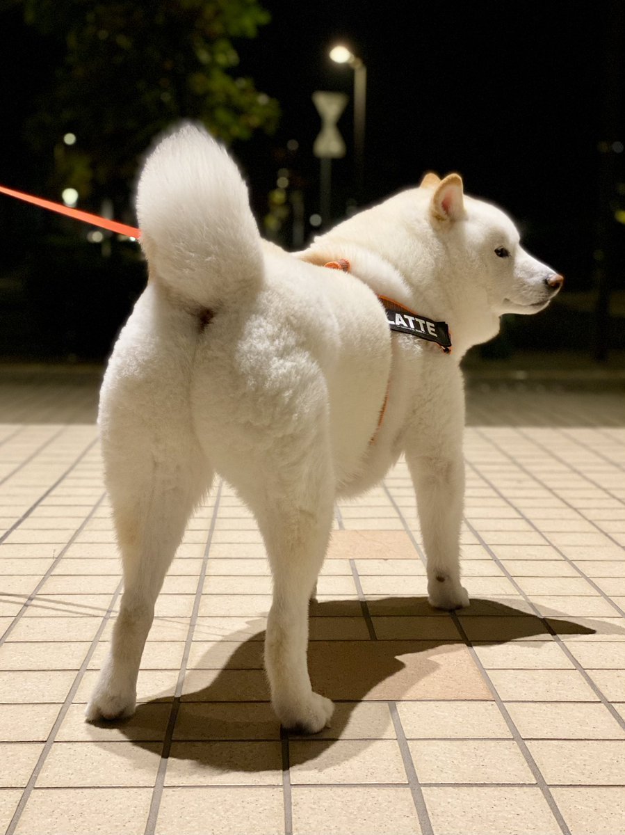 Latte_Shibainu tweet picture