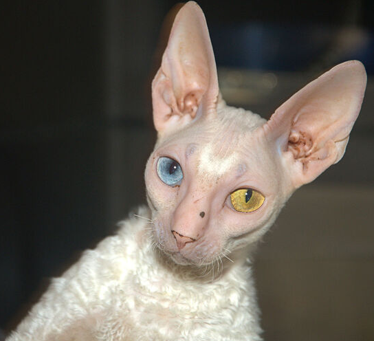 marillion13's tweet photo. WOW an odd-eyed (feline iris heterochromia) #RexCat, if you only saw its head you might think it´s a #SphynxCat, but look at the curled fur below, how cat-mazing, how pawsome. 
😮😮😮😽😽😽💖💖💖 https://t.co/hvjMh1uab0
