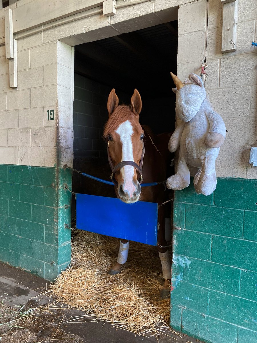 skurtz_05's tweet photo. The big horse has arrived at @fairgroundsnola #spookychannel #winteradventures #NOLA https://t.co/Sv04TfBdwk