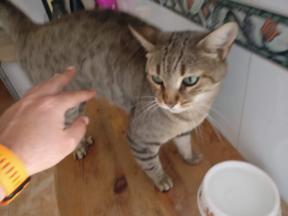 chichoct's tweet photo. Buenas tardes. Este es Pope, mi gato. Lleva 3 días sin aparecer por casa. Y cuando llueve no sale. Zona Los Barreros. Si alguien lo ve que me avise. Gracias. RT https://t.co/9RaVDKEN5k