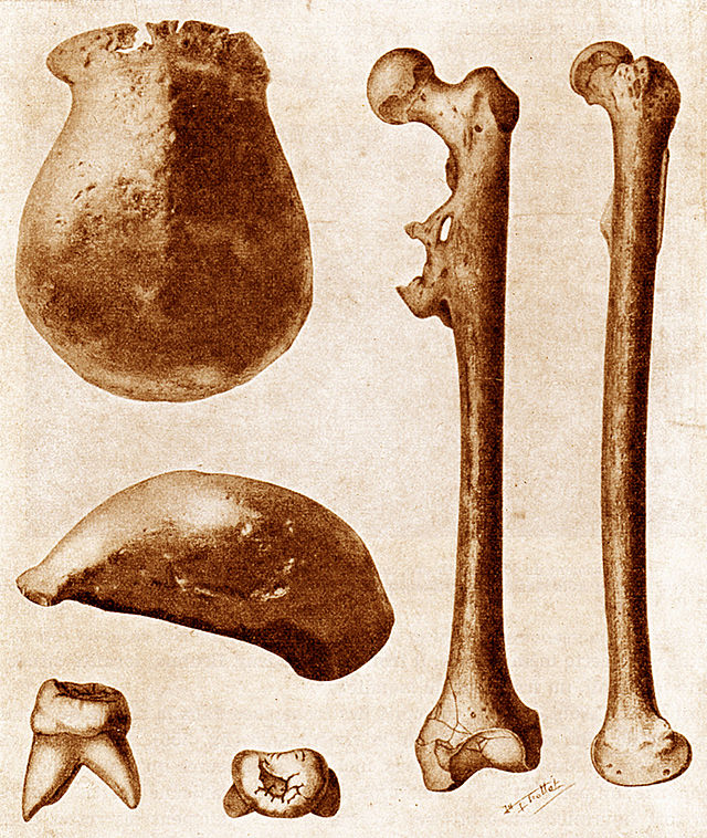 FossilHistory's tweet image. #OnThisDay in 1895, Eugene Dubois announced "an animal supposed to have been intermediate between the Anthropoid Apes and Man" in a paper and display of #fossils at the Anthropological Institute of Great Britain. He named it Pithecanthropus erectus. #JavaMan