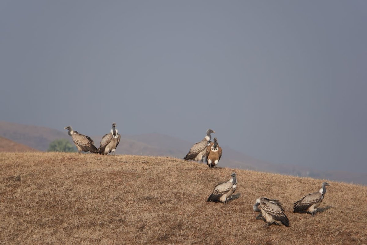 Mainakghosh_88's tweet photo. Rare sighting of Vultures at Taloda subdivision of Nandurbar district in Maharashtra during Asthamba temple visit. 
PC:ACF Nandurbar
#Maharashtra 
#wildlifephotography https://t.co/MnL8XpftH2