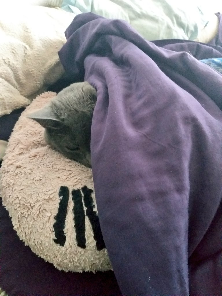 Humus_elgato's tweet photo. Díaaas! hoy mandé a trabajar a la Karen y me regresé a la cama porque #mimingo https://t.co/QvODAA6u0M