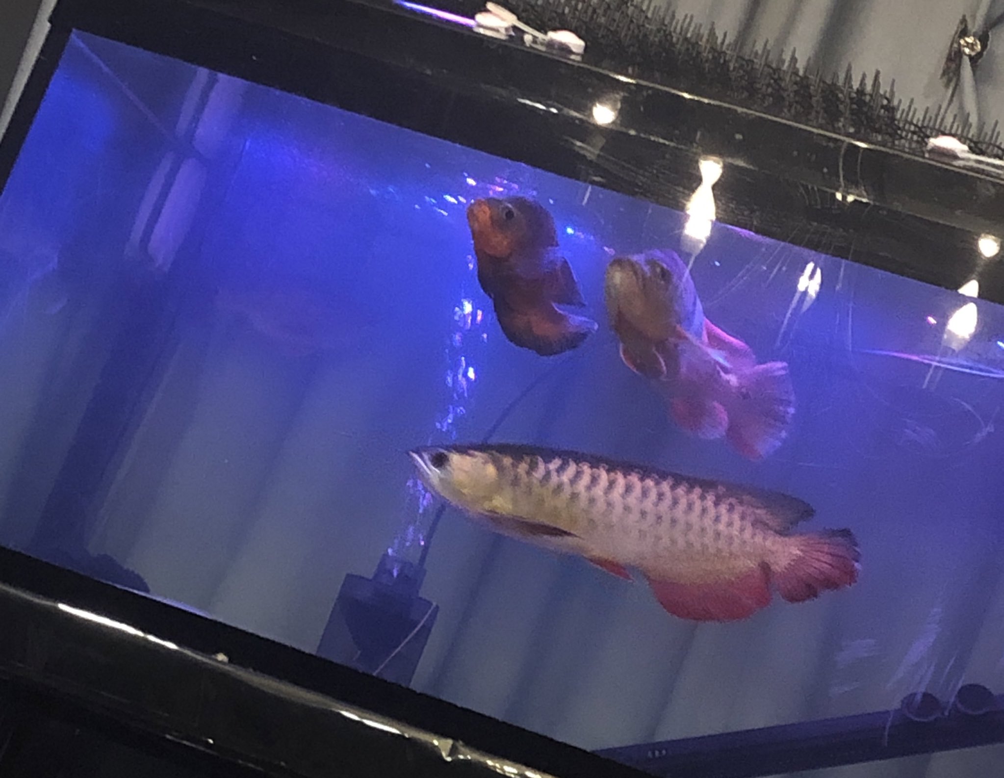 Follow タイの駐車場でアリゲーターガー育ててるマダム S Yunaaquarium Latest Tweets Twitter