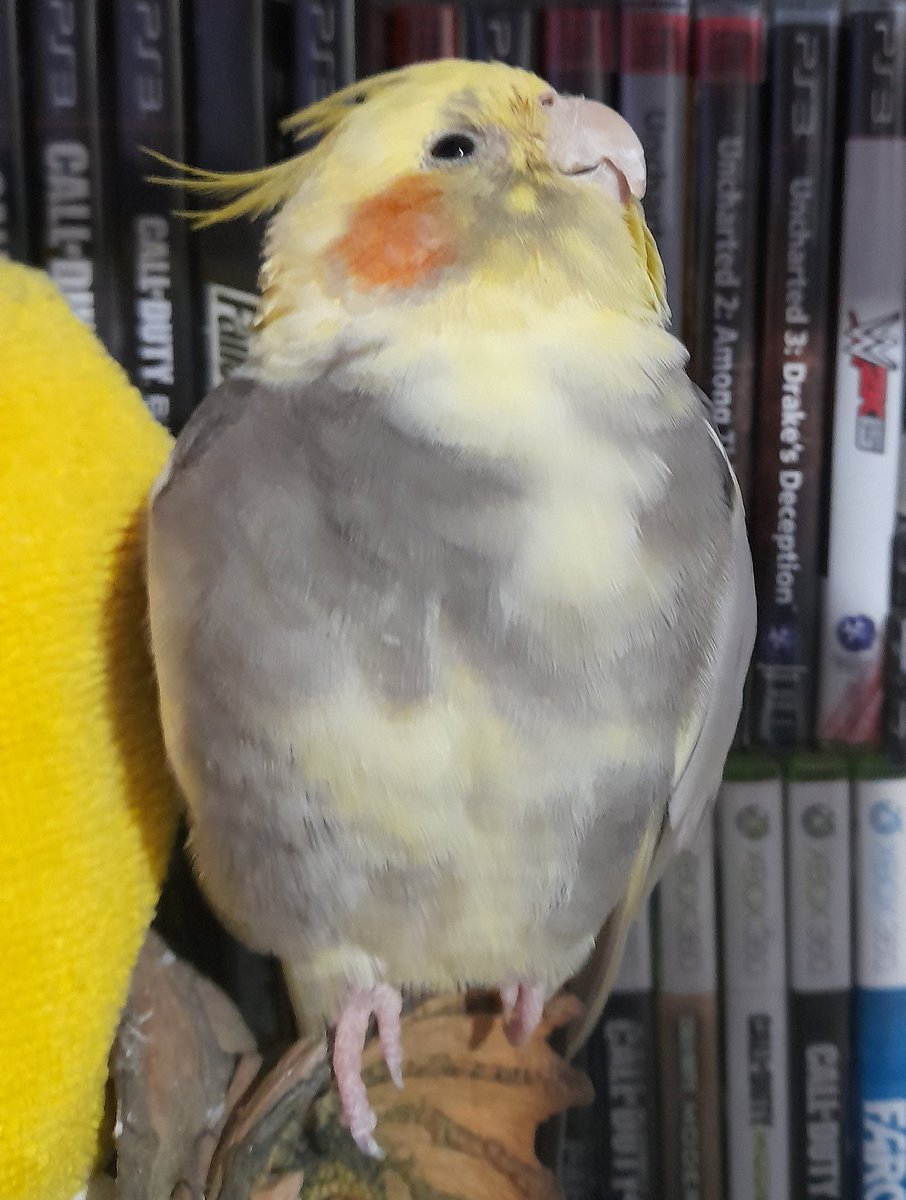 Hello darlings! It's a pleasure to meet to you all. My name is Lady Pika and I'm new to the whole Twitter scene. That's it for now darlings, I'll see you all again soon!