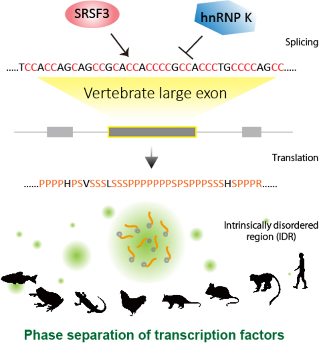 GeneRef's tweet photo. Tracing mechanisms of large exon splicing during vertebrate evolution https://t.co/25gWDx3Qtr #genomics #volution https://t.co/vGOB3cgqYO