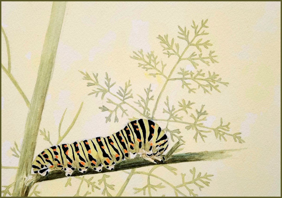 storkandpuffin's tweet photo. Finished watercolour painting of a swallowtail caterpillar. Size 45
#Watercolour #britishcaterpillars #swallowtail #wildlifeart https://t.co/GZrxazPdyp