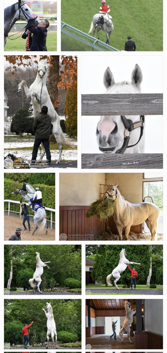 スマホに保存してるネットで集めたゴールドシップ写真フォルダ、シップはおめめキュルルンな可愛い系の美形なのにこうなる 