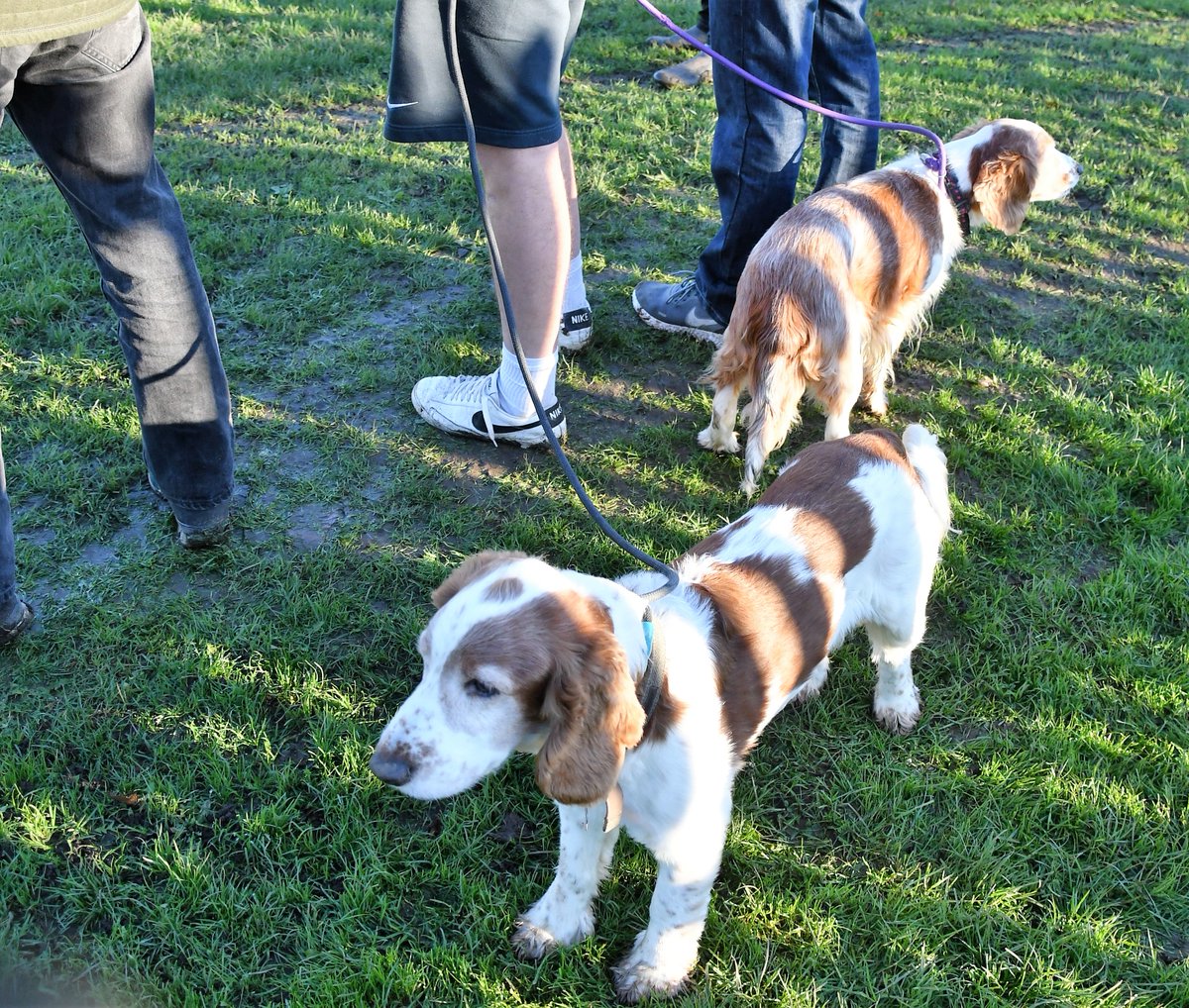 Sirbenchallis's tweet photo. Another fabulous afternoon for @nonleaguedogs in Cockermouth today, with @fc_orchard grabbing a hard won 3-1 home win in the Workington Sunday League Cup QF over @fc_bluebell. Woof! @NLCumbria @NonLeagueCrowd https://t.co/gCmo4dqVna