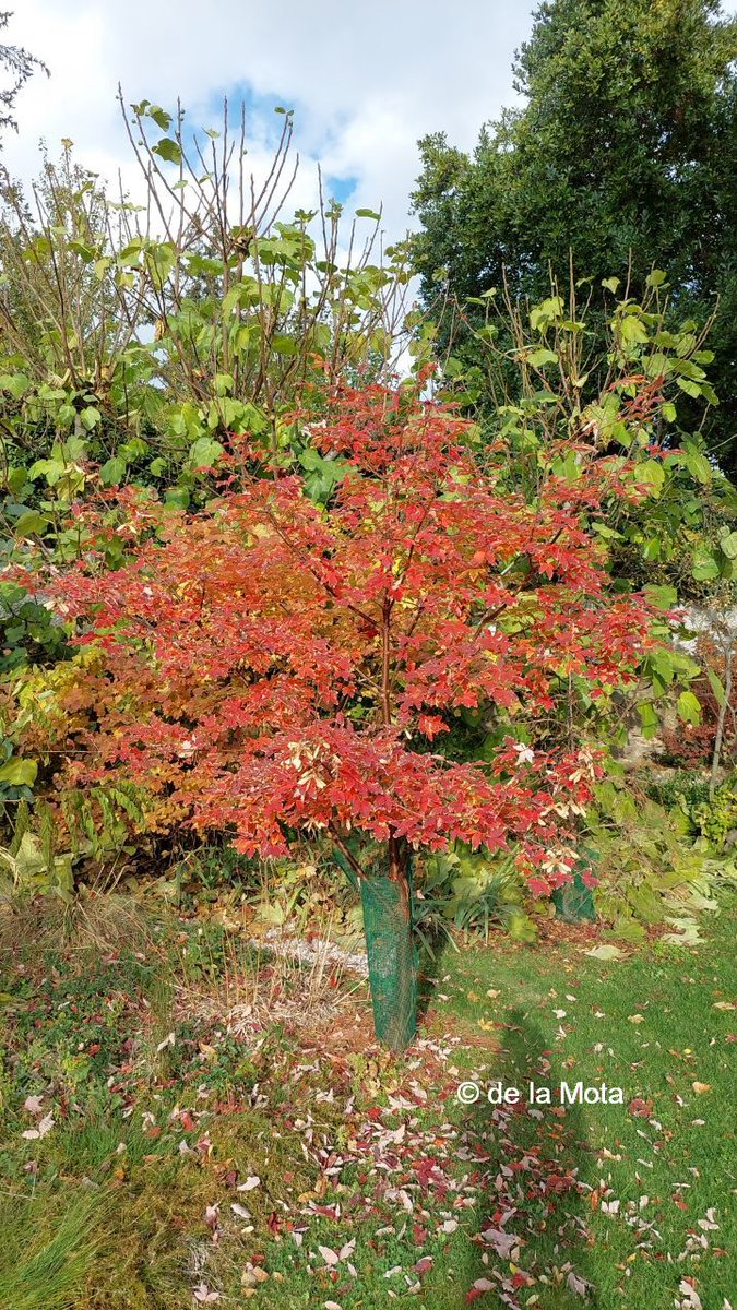 The Maple Society tweet media