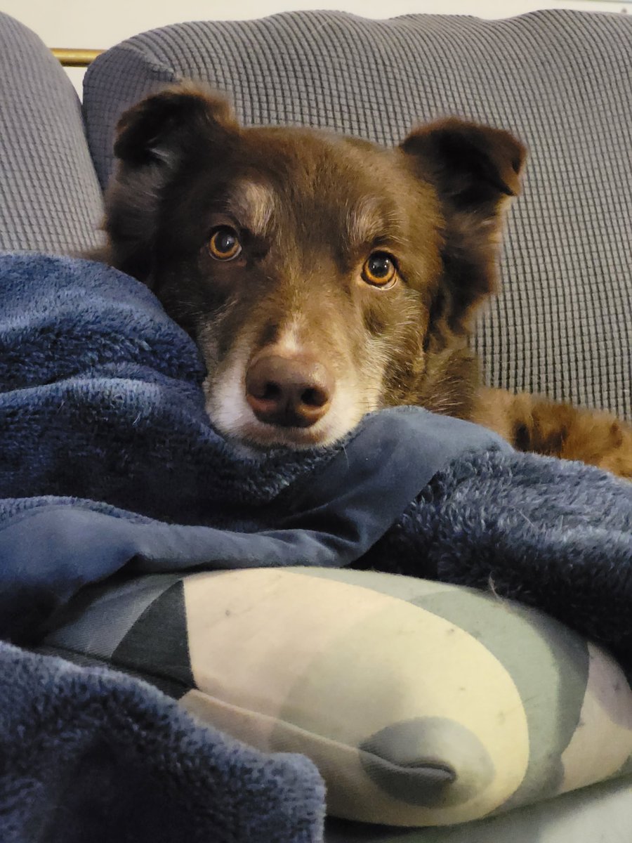 AgilitywAmanda's tweet photo. Hershey's enjoying a #lazysunday 😊🐶
#lazysundays #lazysundaymorning #cutedog #dogweekend #dogmorning #relaxingdog #dogrelaxing #huskycross #bordercolliecross #sleepydog #dogonthecouch #dogwithblanket #dogslife https://t.co/faOtefBvnW