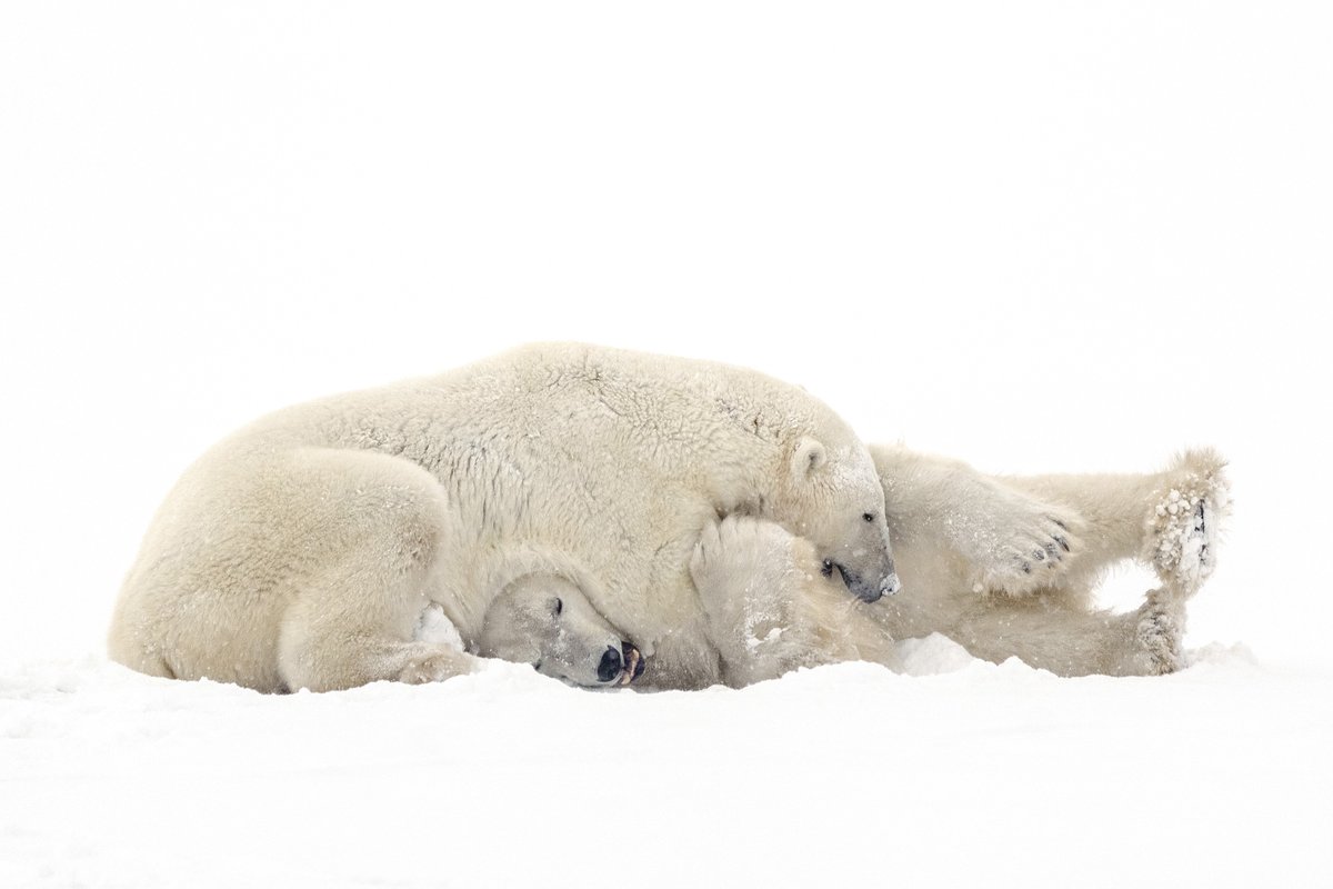 A rainbow in the dark and sparring polar bears – the weekend’s best photos  theguardian.com/news/gallery/2…
