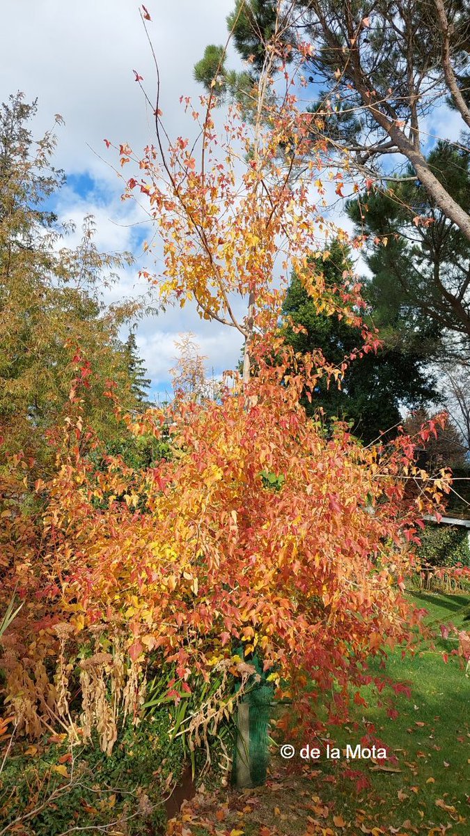 The Maple Society tweet media