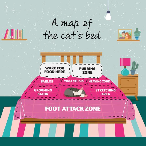 PDSA_HQ's tweet photo. Dear cat owners, does this sound familiar? 🤔😹 #CatsOfTwitter https://t.co/ONWLBzjriz