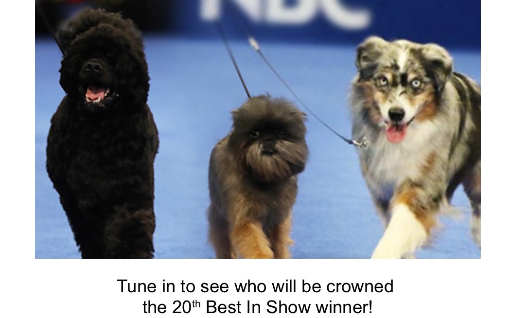 mymilitarypets's tweet photo. Are you a dog show fan? If so, tune in Thanksgiving 🦃 Day to watch the 20th Anniversary Dog Show presented by Purina at noon on NBC!
#thanksgiving #dogshow #dogshowlife #dogshowhandler #dogshowtraining #dogshowing #dogshowwinners #dogs #dogslife #dogsarefamily #dogscorner https://t.co/6Eo2rPYGsk