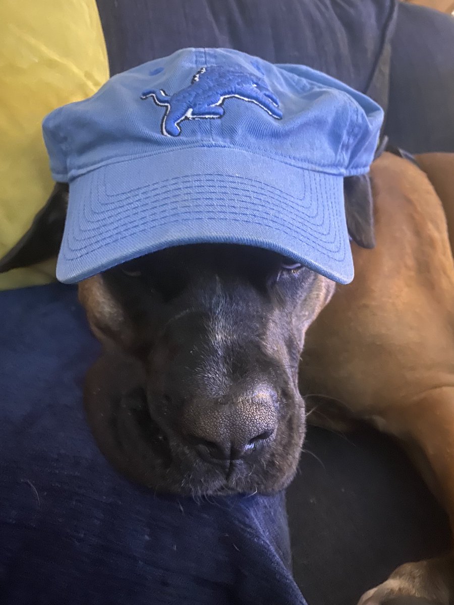 simpsonat's tweet photo. He is cheering for Detroit today! https://t.co/hkHNLWs5Wc